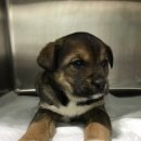 홍익동물병원 이미지