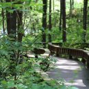 치유의 숲 야영장 이미지