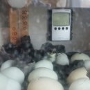 병아리체험농장 민박 이미지