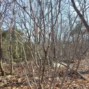 진달래고목 청단풍나무 팝니다. ***-****-****(경북 구미) 이미지