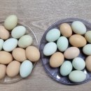 양지공원 내 이미지