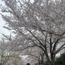 씨유진해풍호행복점 | 진해 군항제 여행일기 🌸🪽💓