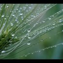 자연을 노래하다 이미지