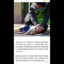 박소연 케어대표 어린강아지 소주먹이고 주둥이 잡고 숨통 끊고는 안락사? 이미지