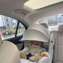 신생아 카시트 추천｜싸이벡스 제로나T 내돈내산 7개월 사용후기 (브라이텍스 듀얼픽스 프로 비교)