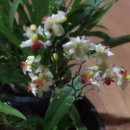 환타지아 이미지