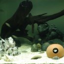 이준열대어 이미지