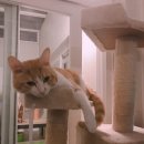 심통