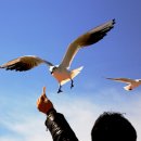 부산갈매기 이미지