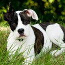 포인트동물의료센터 이미지