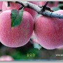 능금 Daum카페