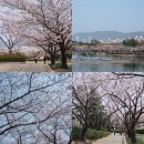 연지공원(놀이터) | 김해 벚꽃 시기 연지공원 실시간 개화 만개 후기