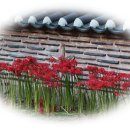 명품삽