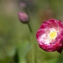 자연-꽃 이미지