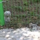 도그파크랜드 이미지