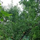 매실나무 전정작업(2025. 6. 29) 이미지