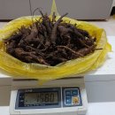 자연산 약용먹잔대.지치. 이미지