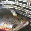 성지골낚시터 이미지