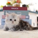 왕십리 고양이 위너펫 24시 | 속초고양이분양 위너펫 포실포실 꼬옥 안고싶은 먼치킨 냥이 !!