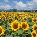 미르부동산공인중개사사무소 이미지