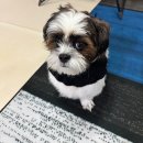 개냥이 연구소 | 우리집 강아지는 곱슬강아지