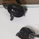 디오리움갤러리수족관
