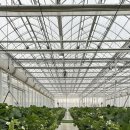 하늘 농장 | 화성 딸기농장 하늘의별딸기 체험 후기