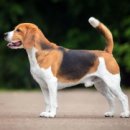 강아지랑 이미지