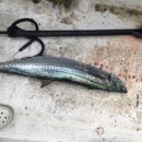 백마농장3 이미지