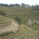 보성신옥로제다 이미지