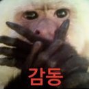 자연산회통영붕장어 이미지
