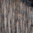 나의 등단기- 해묵은 비망록과 눈부신 자작나무숲 이미지