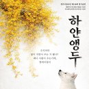 하얀 뉴시스