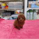 맹구와 땡칠이 이미지