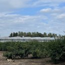 효돈동-5 이미지