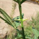 개산초등학교 이미지