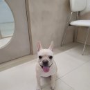 마이온펫