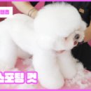 제일애견 이미지