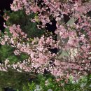 봄날-산책 이미지