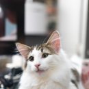 블루드라이어드 이미지