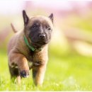 강아지집 이미지