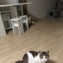 발라당냥 이미지