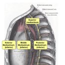 Middle mediastinum 이미지