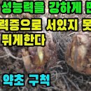 고비(구척)―남성의 성능력을 강하게 하고 간과 신장을 튼튼하게 하며, 손상된 근골을 회복시켜 제대로 서지 못하고 다리와 무릎이 연약해지 이미지