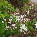 들꽃사랑 이미지