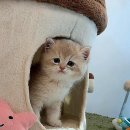 천안고양이 분양 퍼스트캣 본점 이미지