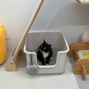 고양이 미용실 그냥 | 그냥,고양이미용실 그냥 고양이미용실그냥 옥정고양이미용실 옥정고양이미용 양주고양이미용 양주...