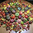 토마트 Daum카페