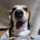 누리댕댕 이미지