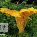 궁중버섯